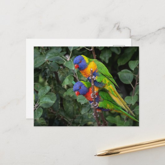 Lorikeets, farbenfrohe Papageien, Postkarte (Vorderseite/Rückseite Beispiel)
