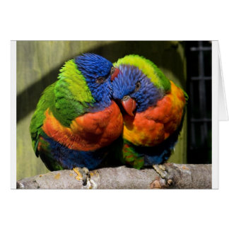 Lorikeets in Liebe