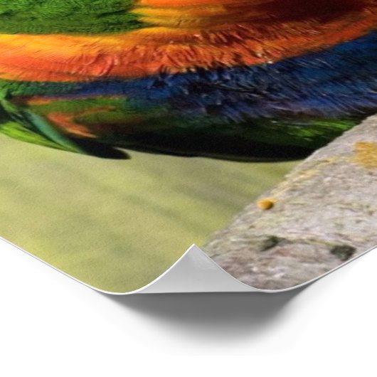 Lorikeets Poster (Ecke)