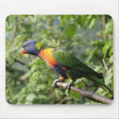 Lorini, Papagei Mousepad (Vorne)