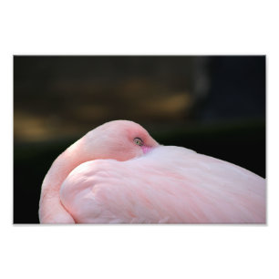 Los Angeles Zoo Fotodruck