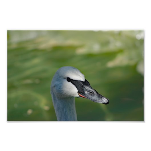 Los Angeles Zoo Fotodruck (Vorne)
