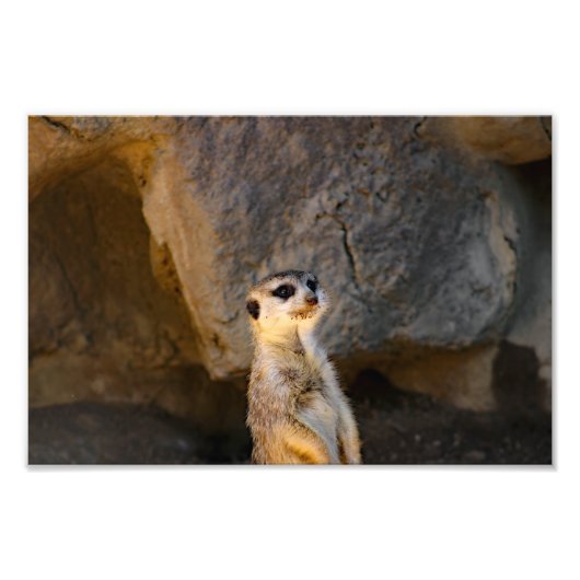 Los Angeles Zoo Fotodruck (Vorne)