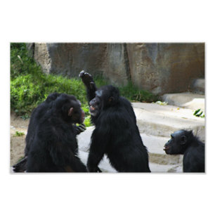 Los Angeles Zoo Fotodruck