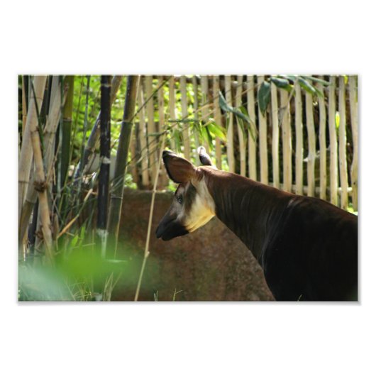Los Angeles Zoo Fotodruck (Vorne)