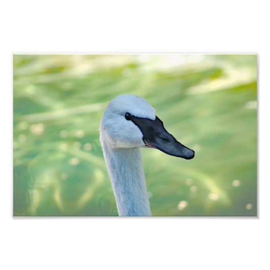 Los Angeles Zoo Fotodruck (Vorne)