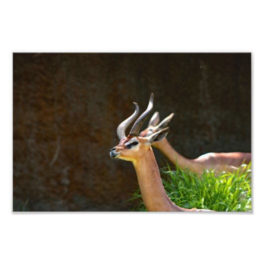 Los Angeles Zoo Fotodruck (Vorne)
