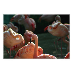 Los Angeles Zoo Fotodruck