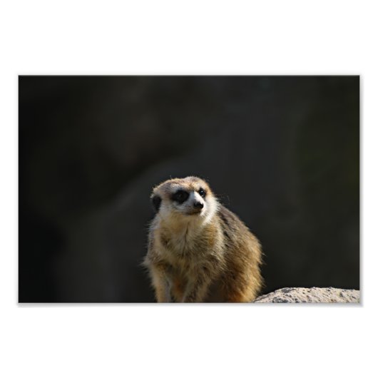 Los Angeles Zoo Fotodruck (Vorne)