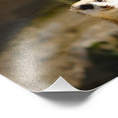 Los Angeles Zoo Fotodruck (Ecke)