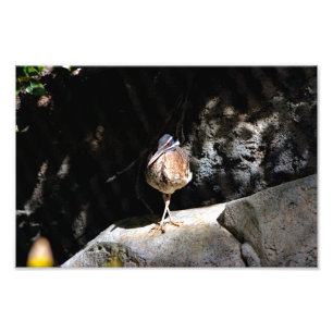 Los Angeles Zoo Fotodruck