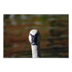 Los Angeles Zoo Fotodruck