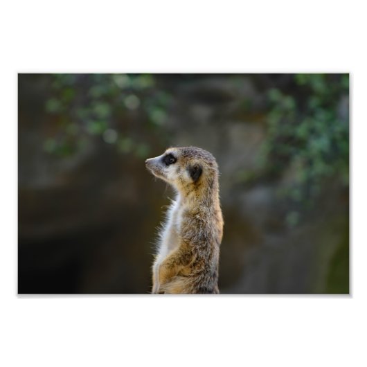 Los Angeles Zoo Fotodruck (Vorne)