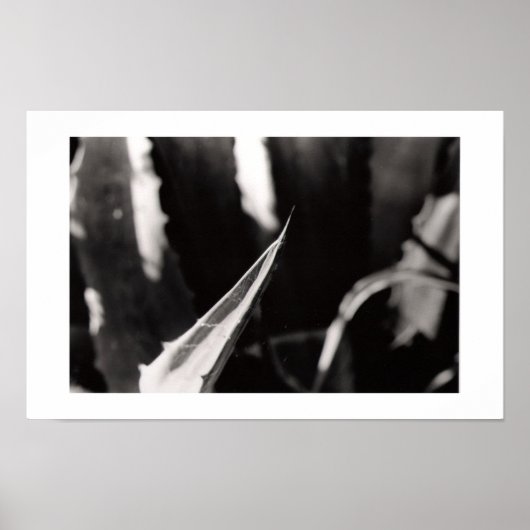 Los Magueyes Poster (Vorne)