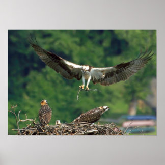 Löschen Sie die Piste. Poster