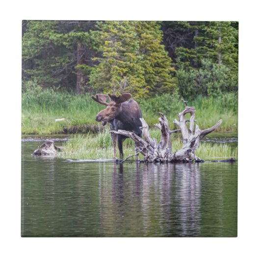 Lose Elche Fliese (Vorderseite)