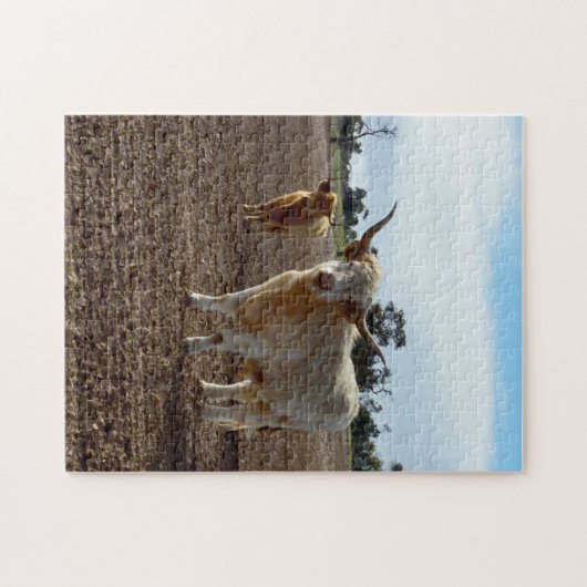 Lose Rinder: Höhere Weizenhöhe der Kühe Puzzle (Horizontal)