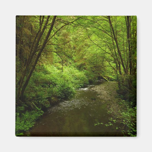 Lost Man Creek I im Redwood Nationalpark Magnet (Vorne)