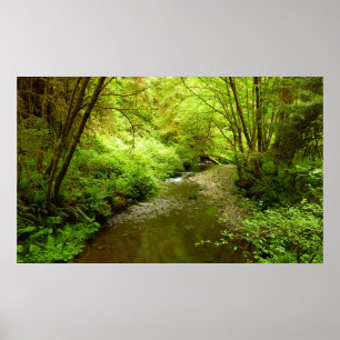 Lost Man Creek I im Redwood Nationalpark Poster
