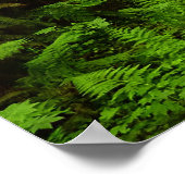 Lost Man Creek I im Redwood Nationalpark Poster (Ecke)