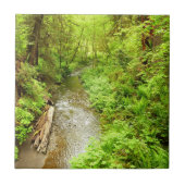 Lost Man Creek II - Redwood Nationalpark Fliese (Vorderseite)