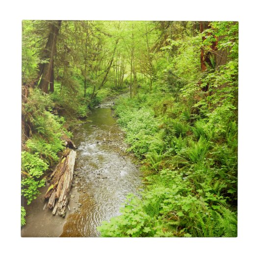 Lost Man Creek II - Redwood Nationalpark Fliese (Vorderseite)