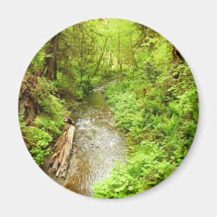 Lost Man Creek II - Redwood Nationalpark Magnet