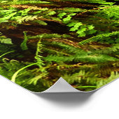 Lost Man Creek II - Redwood Nationalpark Poster (Ecke)