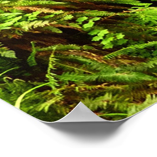 Lost Man Creek II - Redwood Nationalpark Poster (Ecke)