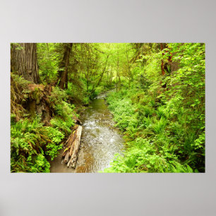 Lost Man Creek II - Redwood Nationalpark Poster