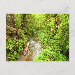 Lost Man Creek II - Redwood Nationalpark Postkarte