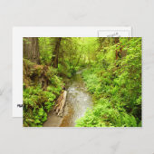 Lost Man Creek II - Redwood Nationalpark Postkarte (Vorne/Hinten)