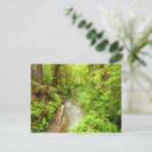 Lost Man Creek II - Redwood Nationalpark Postkarte (Stehend Vorderseite)