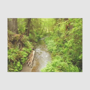 Lost Man Creek II - Redwood Nationalpark Seidenpapier