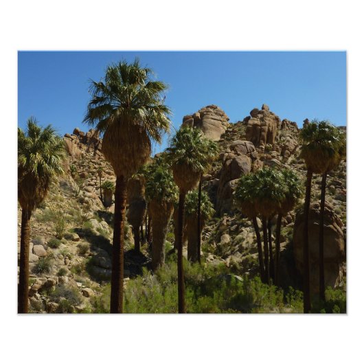 Lost Palms Oasis I at Joshua Tree National Park Fotodruck (Vorne)