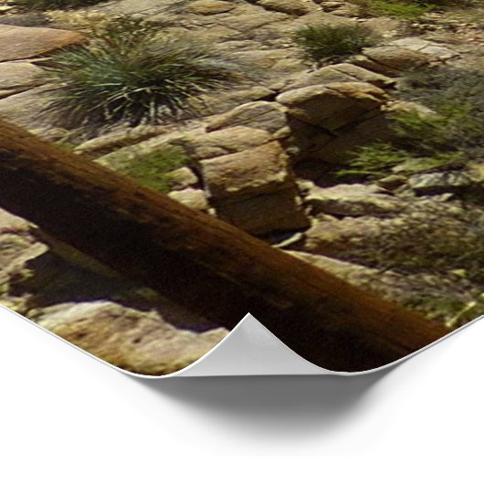 Lost Palms Oasis I at Joshua Tree National Park Poster (Ecke)