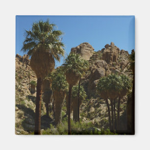 Lost Palms Oasis I im Joshua-Tree-Nationalpark Magnet