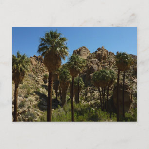 Lost Palms Oasis I im Joshua-Tree-Nationalpark Postkarte