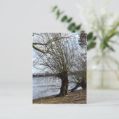 Lost Places , alter Baum am Ufer des Flusses Postkarte (Stehend Vorderseite)