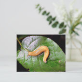 Lösung auf der linken Postkarte (Stehend Vorderseite)