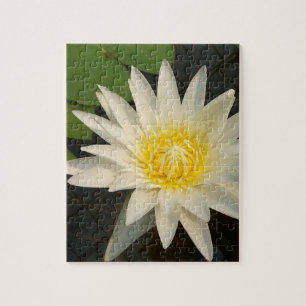 Lotos, Blume, Natur, Blüte, floral, Pflanze, Puzzle