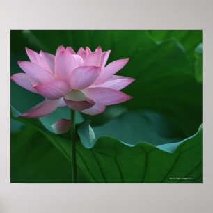 Lotos-Blume Poster