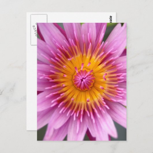 Lotos-Blume Postkarte (Vorne/Hinten)