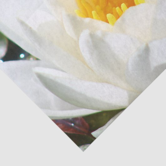 Lotos-Blume Seidenpapier (Ausschnitt)