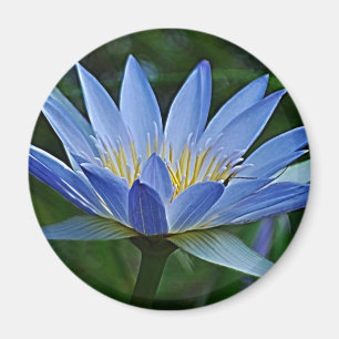 Lotos-Blume und -bedeutung Magnet