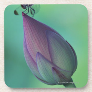 Lotos-Blumenknospe und eine Libelle Getränkeuntersetzer