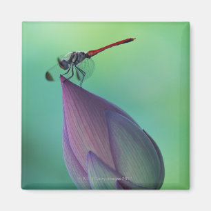 Lotos-Blumenknospe und eine Libelle Magnet