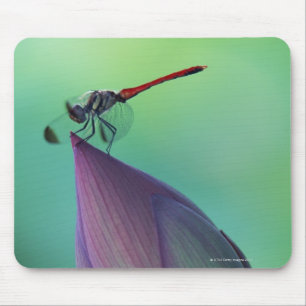 Lotos-Blumenknospe und eine Libelle Mousepad