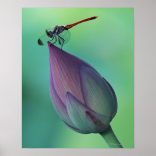 Lotos-Blumenknospe und eine Libelle Poster