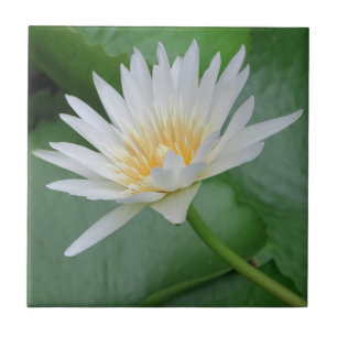 Lotos, Namaste, Meditation, Zen, Geschäfte, Pflanz Fliese